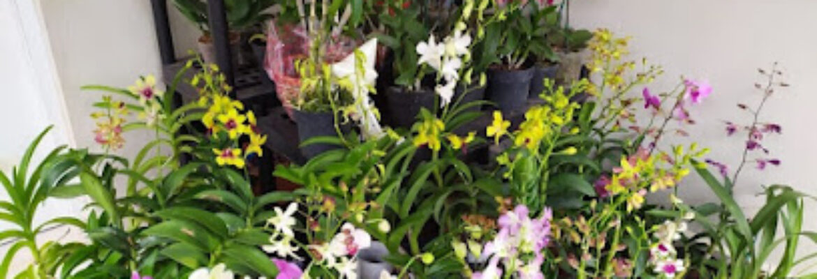 El jardín de las Orquídeas DORCA